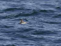 Puffin des Baléares Puffinus mauretanicus