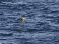 Puffin des Baléares Puffinus mauretanicus