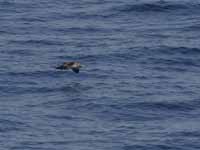 Puffin des Baléares Puffinus mauretanicus