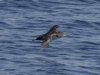 Puffin des Baléares Puffinus mauretanicus