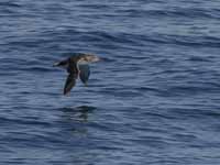 Puffin des Baléares Puffinus mauretanicus