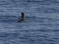 Puffin des Baléares Puffinus mauretanicus