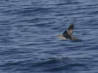 Puffin des Baléares Puffinus mauretanicus