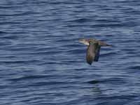 Puffin des Baléares Puffinus mauretanicus