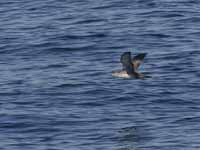 Puffin des Baléares Puffinus mauretanicus