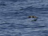 Puffin des Baléares Puffinus mauretanicus