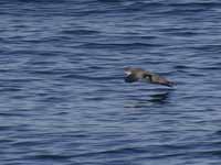 Puffin des Baléares Puffinus mauretanicus