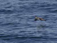 Puffin des Baléares Puffinus mauretanicus