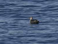 Puffin des Baléares Puffinus mauretanicus