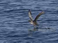 Puffin des Baléares Puffinus mauretanicus