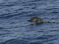 Puffin des Baléares Puffinus mauretanicus