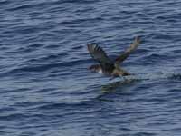 Puffin des Baléares Puffinus mauretanicus