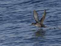 Puffin des Baléares Puffinus mauretanicus