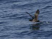 Puffin des Baléares Puffinus mauretanicus