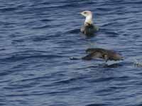 Puffin des Baléares Puffinus mauretanicus