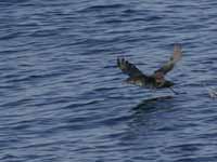 Puffin des Baléares Puffinus mauretanicus