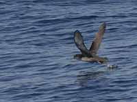 Puffin des Baléares Puffinus mauretanicus