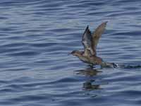 Puffin des Baléares Puffinus mauretanicus