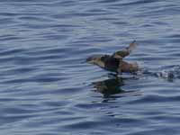 Puffin des Baléares Puffinus mauretanicus