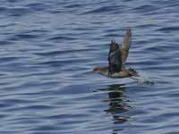 Puffin des Baléares Puffinus mauretanicus