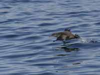 Puffin des Baléares Puffinus mauretanicus