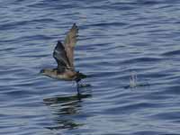 Puffin des Baléares Puffinus mauretanicus