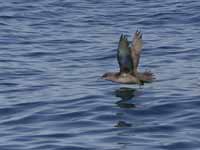 Puffin des Baléares Puffinus mauretanicus