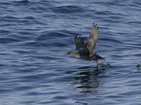 Puffin des Baléares Puffinus mauretanicus