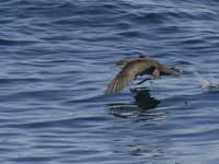 Puffin des Baléares Puffinus mauretanicus