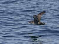 Puffin des Baléares Puffinus mauretanicus