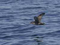 Puffin des Baléares Puffinus mauretanicus