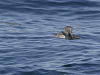 Puffin des Baléares Puffinus mauretanicus