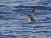 Puffin des Baléares Puffinus mauretanicus