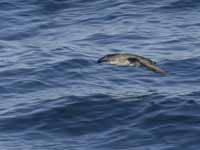 Puffin des Baléares Puffinus mauretanicus