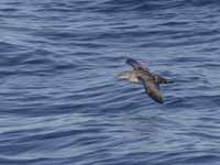 Puffin des Baléares Puffinus mauretanicus