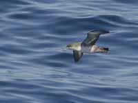 Puffin des Baléares Puffinus mauretanicus