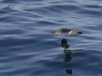 Puffin des Baléares Puffinus mauretanicus