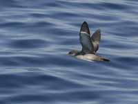 Puffin des Baléares Puffinus mauretanicus