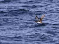 Puffin des Baléares Puffinus mauretanicus