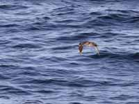 Puffin des Baléares Puffinus mauretanicus