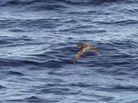 Puffin des Baléares Puffinus mauretanicus