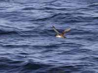 Puffin des Baléares Puffinus mauretanicus