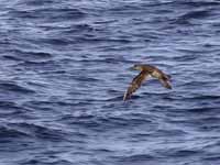 Puffin des Baléares Puffinus mauretanicus