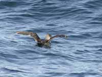 Puffin des Baléares Puffinus mauretanicus