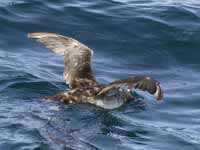 Puffin des Baléares Puffinus mauretanicus