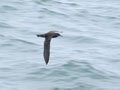 Puffin fuligineux Puffinus griseus