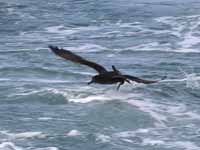 Puffin fuligineux Puffinus griseus