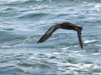 Puffin fuligineux Puffinus griseus