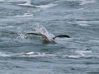 Puffin fuligineux Puffinus griseus