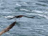 Puffin fuligineux Puffinus griseus